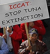 A collapse of the Atlantic and Mediterranean tuna fisheries is feared