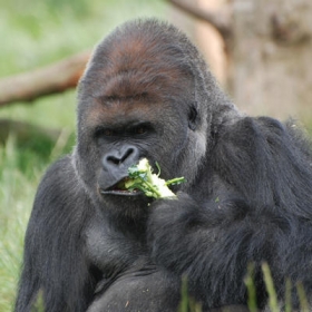 What gorilla poop tells us about evolution and human health