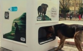 Environmental News Network - How to encourage recycling and feed stray  animals at the same time!