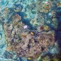 Plastic in the Oceans Increasing Risk of Disease in Coral Reefs