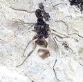 It's the small things that matter – when insects shaped today's natural world